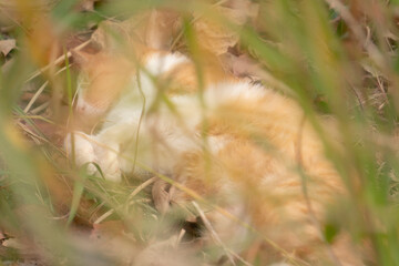 草むらで眠る猫