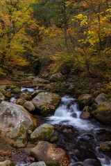 Naklejka na ściany i meble 紅葉最盛期の本谷川渓谷と清流