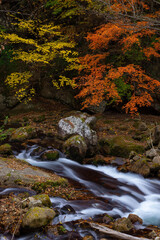 紅葉と黄葉に染め分けられた川岸と一枚岩を流れる本谷川