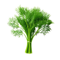 Dill fresh bunch isolated on white trnsparent, PNG
