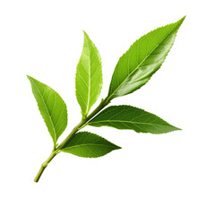 Green tea fresh herb leaves isolated on white trnsparent, PNG