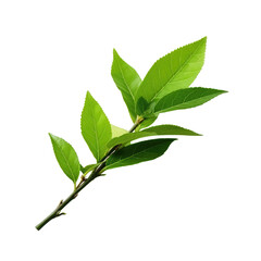 Green tea fresh herb leaves isolated on white trnsparent, PNG