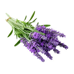 Fototapeta premium Lavender fresh herb leaves and flowers isolated on white trnsparent, PNG