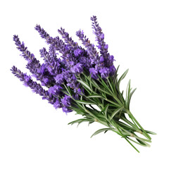 Lavender fresh herb leaves and flowers isolated on white trnsparent, PNG