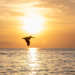 Pelican by sunset.