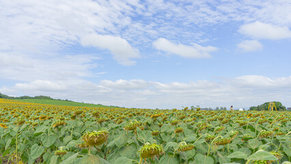 Location photos Wide field of sunflowers Many sunflowers are bright yellow, lively in the bright sunlight. During the day, tourists stop by to take photos. Behind is a green mountain. Abundant forest 