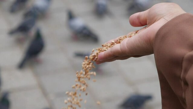  women hand feeding pigeon birds on floor .