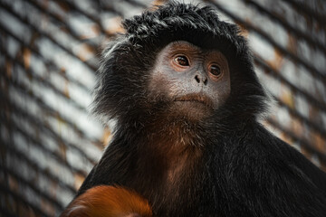 Black monkey in the zoo looks away