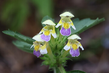 Bee-nettle, Galeopsis speciosa, also known as large-flowered hemp-nettle, wild flowering plant from Finland