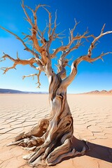 dead tree in the desert