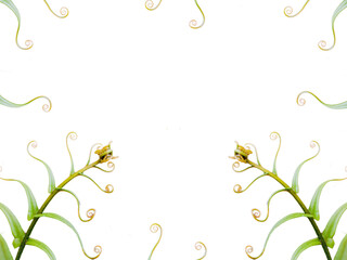 White background with green fern leaves