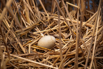 Bird egg in a nest in the wild