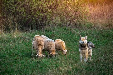Obraz premium A shepherd's dog guards three sheep on a farm