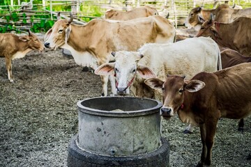 Cattle at Feeding Time: Cows Gathered Around a Farm Feed Trough.
