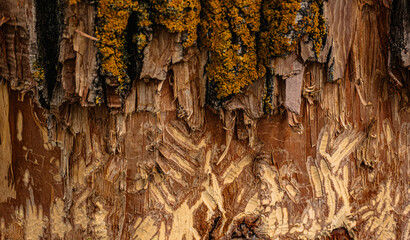  Tree bark destroyed by beavers - obrazy, fototapety, plakaty