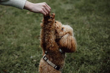 Toy poodle getting treats during training. Copy space banner