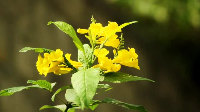 Honey bees the Tecoma stans,Yellow elder plant Flowers
