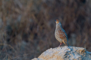 The grey francolin is a species of francolin found in the plains and drier parts of the Indian...