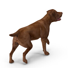 Realistic Labrador Dog - 3D Modeling PSD and PNG Files