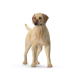 Realistic Labrador Dog - 3D Modeling PSD and PNG Files