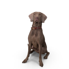 Weimaraner Dog 3D Modeling PNG File - Realistic Pet Dog