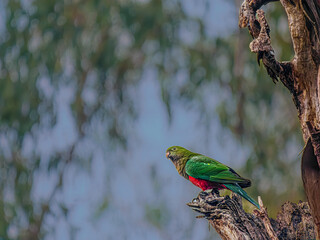 Lone King Parrot