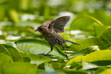 Female Red-winged Blackbird (Agelaius phoeniceus) striking a cute pose on a lily pad / Kitsap, Washington