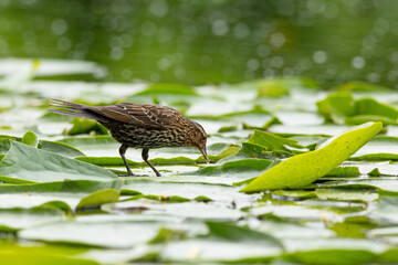 Female Red-winged Blackbird (Agelaius phoeniceus) snatches a damselfly larvae from under a lily pad / Kitsap, Washington
