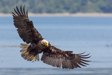 Bald Eagle (Haliaeetus leucocephalus) spreading its wings / Seabeck, Washington