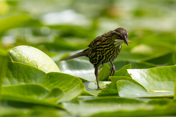 Female Red-winged Blackbird (Agelaius phoeniceus) carrying damselflies over lily pads for its fledglings / Kitsap, Washington