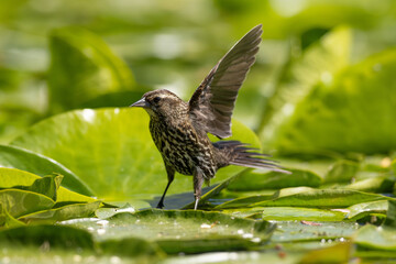 Female Red-winged Blackbird (Agelaius phoeniceus) striking a cute pose on a lily pad / Kitsap, Washington