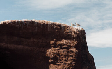 deux oiseaux maritimes blancs perchés au sommet d'une falaise en roche rouge en été lors d'une journée ensoleillée