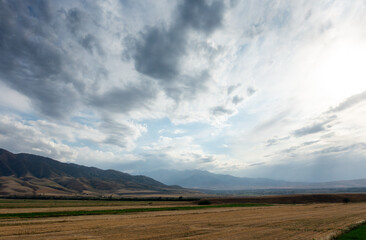 Beautiful summer mountain landscape. Wheat fields and mountains. Kyrgyzstan. Natural background