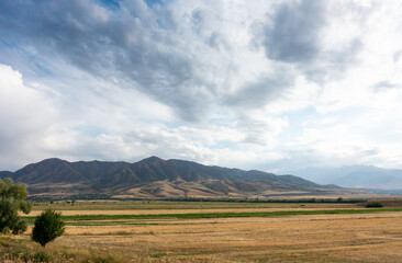 Fototapeta premium Beautiful summer mountain landscape. Wheat fields and mountains. Kyrgyzstan. Natural background