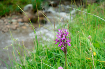 Dactylorhiza sambucina violet. Orchid. Traunsteiner's fingerroot. A species of herbaceous plants from the genus Palmaceae of the Orchidaceae family.