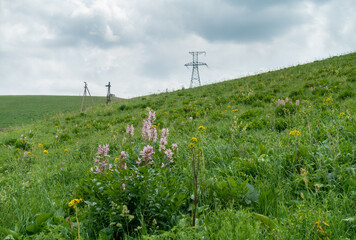 White ash tree (lat. Dictamnus albus) is a species of perennial herbaceous plants of the genus Ash tree (Dictamnus) of the Rutaceae family.