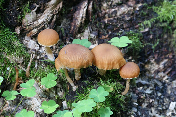 Scurfy twiglet, Tubaria furfuracea, wild mushroom from Finland