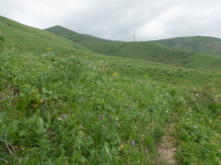 Fototapeta na wymiar Fields with summer flowering plants, meadow flowers. Summer landscape