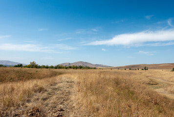 Beautiful summer mountain landscape. Wheat fields and mountains. Kyrgyzstan. Natural background