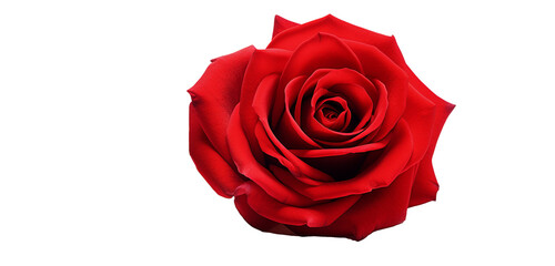 single red rose isolated on transparent background	