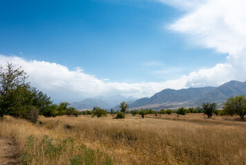 Beautiful summer mountain landscape. Wheat fields and mountains. Kyrgyzstan. Natural background