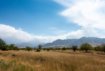 Fototapeta premium Beautiful summer mountain landscape. Wheat fields and mountains. Kyrgyzstan. Natural background