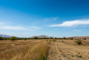 Fototapeta premium Beautiful summer mountain landscape. Wheat fields and mountains. Kyrgyzstan. Natural background