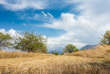 Beautiful summer mountain landscape. Wheat fields and mountains. Kyrgyzstan. Natural background