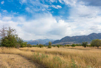 Fototapeta premium Beautiful summer mountain landscape. Wheat fields and mountains. Kyrgyzstan. Natural background