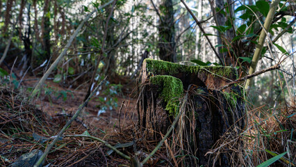 Fototapeta premium tree in the forest