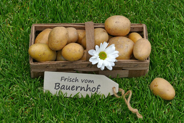Ein Korb mit Kartoffeln frisch vom Bauernhof.