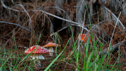 fly agaric mushroom