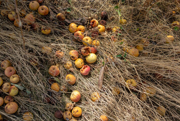 Rotten apples fallen into the grass. Unharvested, lost harvest