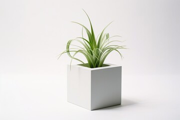 Minimalist still life of a potted air plant,